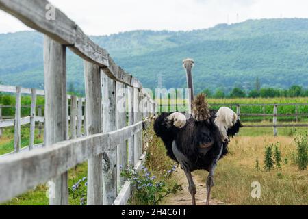 Autruche commune, Struthio Camelus, ou tout simplement autruche élevé sur la ferme Banque D'Images