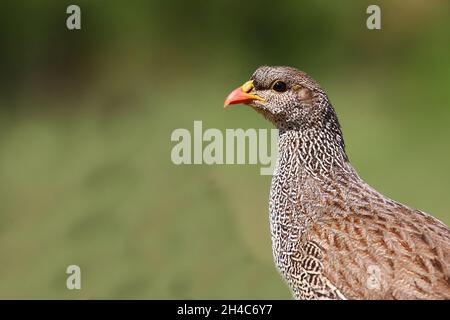 Natalfrankolin / Natal / francolin Francolinus natalensis Banque D'Images