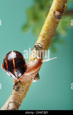 Un escargot de raisin rampe le long d'une branche sur le fond d'une plante et d'un fond vert.Espace libre Banque D'Images