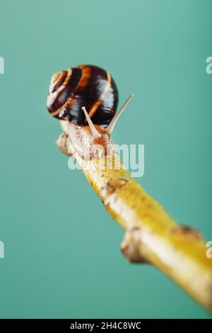 Un escargot de raisin de jardin rampant le long d'une branche sur un fond d'arbre et un fond vert.Espace de macro libre Banque D'Images