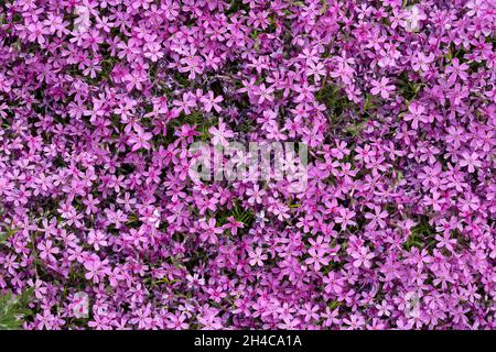 Aubrieta cultorum - petites fleurs rose ou violet Banque D'Images