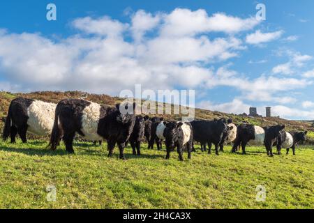 Bétail Galloway Belted (Bos taurus) dans une ferme sur l'île de Cape Clear, à l'ouest de Cork, en Irlande. Banque D'Images