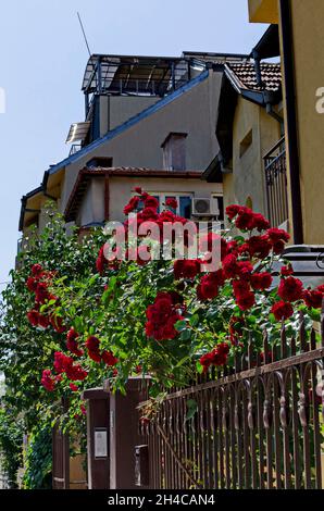 Jardin dans la cour avec fleurs de grandes rosiers, Sofia, Bulgarie Banque D'Images