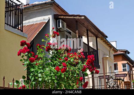 Jardin dans la cour avec fleurs de grandes rosiers, Sofia, Bulgarie Banque D'Images