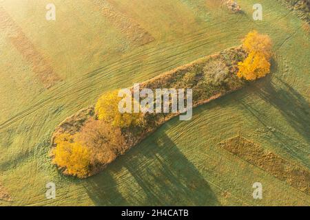 Vue aérienne des arbres sur les prairies de l'Elbe près de Lenzen, Allemagne Banque D'Images