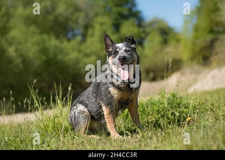 Un vieux chien de bétail australien sympathique est assis dans un pré. Banque D'Images