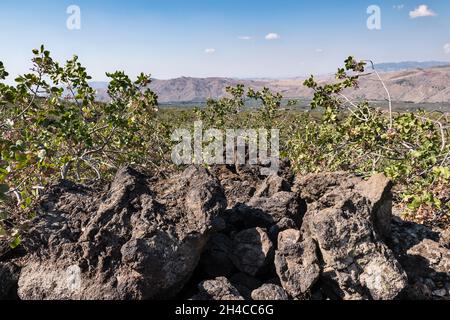 Pistachiers qui poussent sur un vieux coulant de lave sur les pentes de l'Etna, près de Bronte, Sicile, Italie Banque D'Images