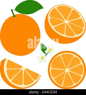 Fruits orange entiers et en tranches, fleurs et feuilles d'orange.Illustration vectorielle. Illustration de Vecteur