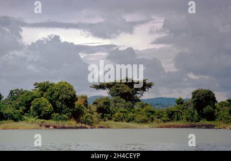 Afrique, Éthiopie, Bahir Dar, 1976.Bleu Nil.Lac Tana.Papyrus rode la banque.Le lac est la source du Nil Bleu. Banque D'Images