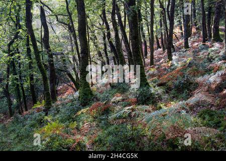 Automne à Horner Wood, Horner Combe, Parc national d'Exmoor, Somerset Banque D'Images