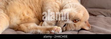 Un chat rouge écossais se trouve sur le canapé Banque D'Images