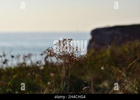 Fleurs séchées devant une falaise rouge au littoral, sous le soleil du soir Banque D'Images