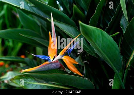 Oiseau de paradis fleur au Miradouro da Ponta do Sossego sur l'île de Sao Miguel, Açores, Portugal Banque D'Images