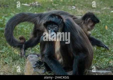 Photo sélective d'un primate de capucins touffeté dans le zoo Banque D'Images