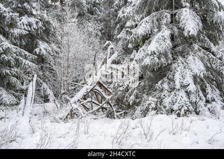 Un vieux chagin d'arbre tombé dans une forêt enneigée Banque D'Images