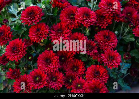 Automne rouge bordeaux chrysanthème fleurs vivaces gros plan à l'extérieur. Banque D'Images