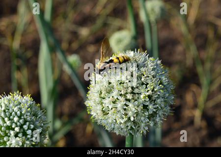 L'abeille recueille le pollen de l'oignon en fleurs. Banque D'Images