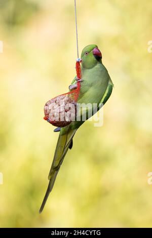 Une femelle adulte de type parakeet à roseres ou parakeet à col annulaire (Psittacula krameri) sur un sac d'arachide à une station d'alimentation d'oiseaux. Banque D'Images