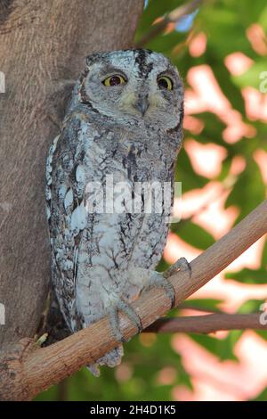 Afrika-Zwergohreule / Otus senegalensis Banque D'Images