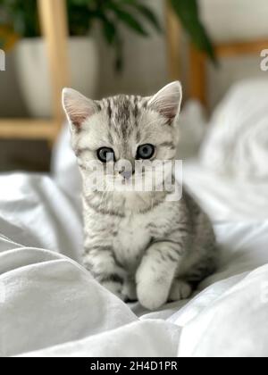 Portrait mignon petit rayé écossais pli chat de Kitten à la maison.Kitty regardant l'appareil photo sur un lit blanc Banque D'Images