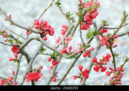 Chaenomeles speciosa, coing japonais, coce ornemental, coce à fleurs, grappes de fleurs orange-scarlet brillantes Banque D'Images