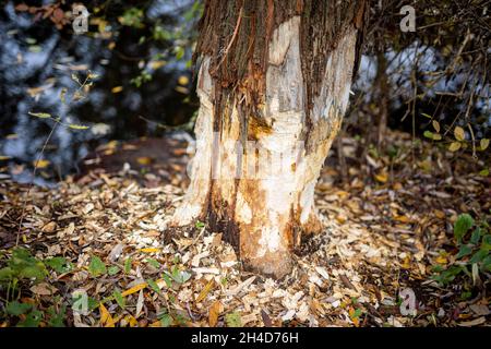 Hanovre, Allemagne.02 novembre 2021.Manger des traces d'un castor peut être vu sur un arbre à la rivière Leine.Credit: Moritz Frankenberg/dpa/Alay Live News Banque D'Images