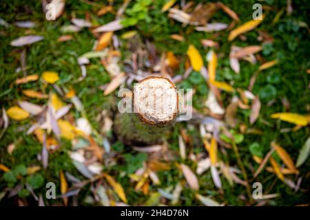 Hanovre, Allemagne.02 novembre 2021.Un arbre rongé par un castor se dresse sur un chemin au bord de la rivière Leine.Credit: Moritz Frankenberg/dpa/Alay Live News Banque D'Images