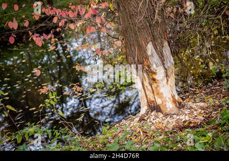 Hanovre, Allemagne.02 novembre 2021.Manger des traces d'un castor peut être vu sur un arbre à la rivière Leine.Credit: Moritz Frankenberg/dpa/Alay Live News Banque D'Images