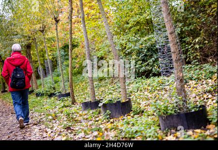 Hanovre, Allemagne.02 novembre 2021.Des arbres protégés par ce qu'on appelle un pantalon en fil métallique se trouvent le long d'un chemin sur la rivière Leine.Credit: Moritz Frankenberg/dpa/Alay Live News Banque D'Images