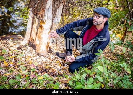 Hanovre, Allemagne.02 novembre 2021.Marco Schulze, inspecteur d'arbres de la ville de Hanovre, examine les marques d'alimentation d'un castor sur un arbre de la rivière Leine.Credit: Moritz Frankenberg/dpa/Alay Live News Banque D'Images