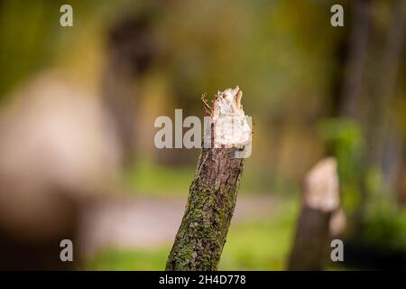 Hanovre, Allemagne.02 novembre 2021.Plusieurs arbres rongé par un castor se tiennent le long d'un chemin sur la rivière Leine.Credit: Moritz Frankenberg/dpa/Alay Live News Banque D'Images