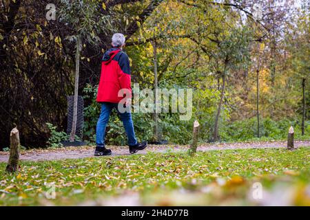 Hanovre, Allemagne.02 novembre 2021.Plusieurs arbres rongé par un castor (devant) se trouvent sur un chemin le long de la rivière Leine, devant d'autres arbres protégés par ce qu'on appelle un pantalon métallique (derrière).Credit: Moritz Frankenberg/dpa/Alay Live News Banque D'Images
