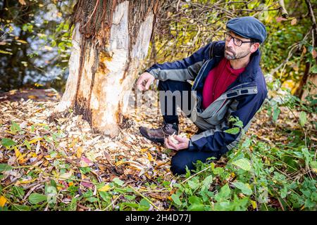 Hanovre, Allemagne.02 novembre 2021.Marco Schulze, inspecteur d'arbres de la ville de Hanovre, examine les marques d'alimentation d'un castor sur un arbre de la rivière Leine.Credit: Moritz Frankenberg/dpa/Alay Live News Banque D'Images