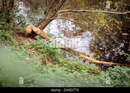 Hanovre, Allemagne.02 novembre 2021.Un arbre rongé par un castor se trouve dans la rivière Leine.Credit: Moritz Frankenberg/dpa/Alay Live News Banque D'Images
