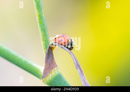 7-spot ladybird Banque D'Images