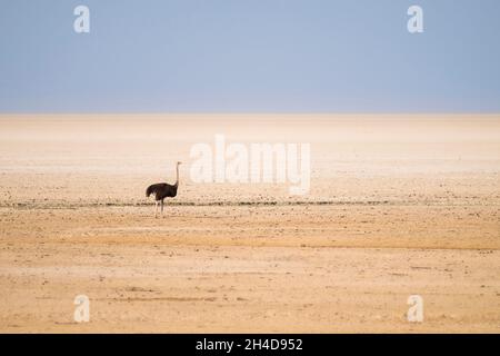 Désert de marche de l'autruche (Struthio camelus).Parc national d'Etosha, Namibie, Afrique Banque D'Images