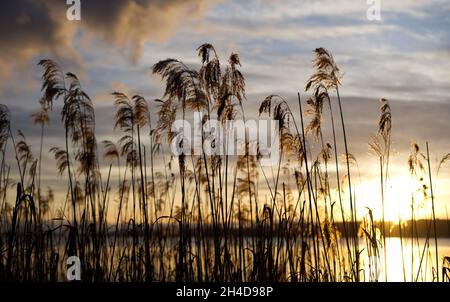 Starnberg, Allemagne .18 janvier 2021.Sonnenuntergang am Starnberger See am percha Beach hinter dem großen Steg.Im hintergrund sind die Alpen zusehen.* coucher de soleil sur le lac Starnberg à la plage de percha à côté de la grande jetée.En arrière-plan, vous pouvez voir les Alpes.(Photo par Alexander Pohl/Sipa USA) crédit: SIPA USA/Alay Live News Banque D'Images