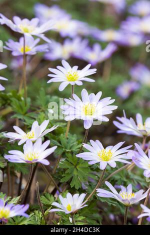 Des fleurs d'anemone blanda, des plantes vivaces fleurissent au printemps dans une frontière de jardin au Royaume-Uni Banque D'Images