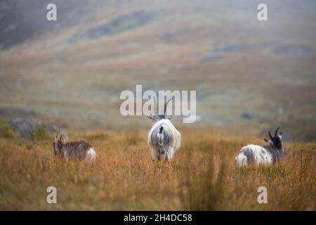 Vue arrière des chèvres de montagne gallois sauvages qui broutent ensemble dans le parc national de Snowdonia, au nord du pays de Galles, au Royaume-Uni. Banque D'Images