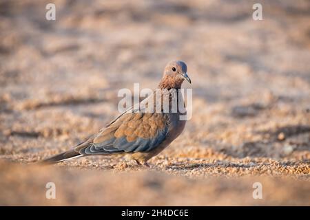 Magnifique oiseau riant Dove (Spilopelia senegalensis) sur fond de sable désertique Banque D'Images