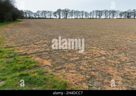 Le glyphosate, un herbicide chimique, est pulvérisé sur un champ pour lutter contre les mauvaises herbes.Buckinghamshire, Royaume-Uni Banque D'Images