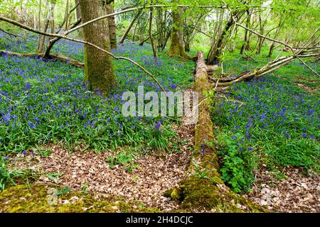 Blinkard Copse, Near Up Marden, West Sussex, Royaume-Uni, recouvert de cloches (jacinthoides non-scripta) Banque D'Images