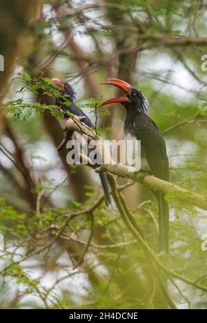 Hornbill couronné - Lophoceros alboterminatus, beau charme rare des forêts et des terres boisées africaines, Parc national de la Reine Elizabeth, Ouganda. Banque D'Images