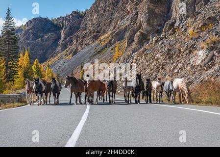 Superbe vue d'automne avec une route sinueuse d'asphalte dans les montagnes, des arbres dorés et un troupeau de chevaux sur la route sur un fond de ciel bleu et c Banque D'Images