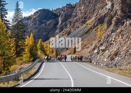 Superbe vue d'automne avec une route sinueuse d'asphalte dans les montagnes, des arbres dorés et un troupeau de chevaux sur la route sur un fond de ciel bleu et c Banque D'Images