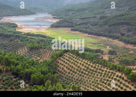 Oliveraies avec le réservoir de Tranco de Beas à une distance, vu d'un point de vue à Hornos Banque D'Images