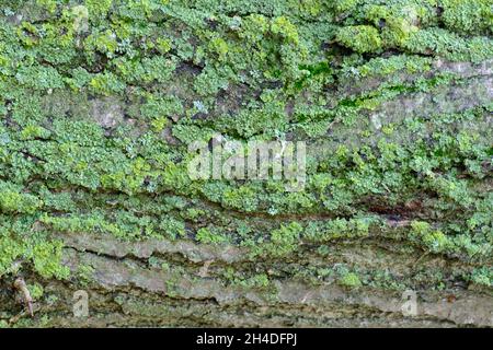 texture de tronc en bois avec de petits lichens verts Banque D'Images