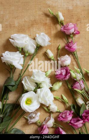 Plusieurs eustoma blanches, rouges et roses fleurs sur une toile vieillie.Image d'arrière-plan tendre dans des tons pastel doux comme peint Banque D'Images