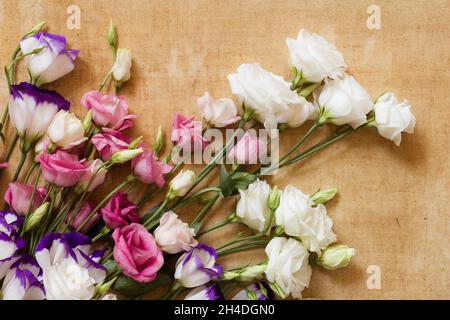 Plusieurs eustoma blanches, rouges et roses fleurs sur une toile vieillie.Image d'arrière-plan tendre dans des tons pastel doux comme peint Banque D'Images