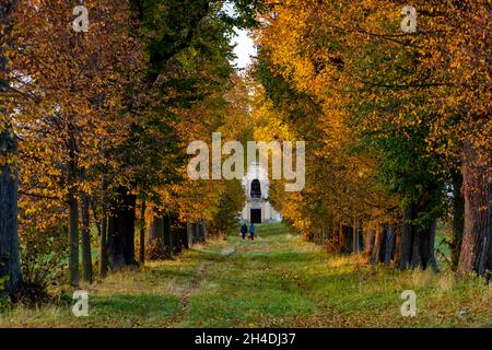 Les derniers rayons du soleil éclairent les arbres dans la vieille allée d'automne. Banque D'Images